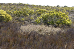 Diastella divaricata divaricata