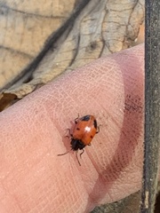 Endomychus biguttatus