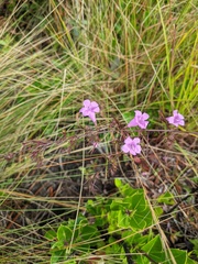 Agalinis fasciculata