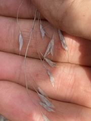 Bromus pubescens