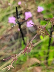 Agalinis fasciculata