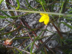 Lebeckia