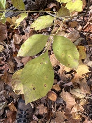 Mycosphaerella fraxinicola