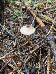 Lepiota flammeotincta