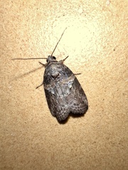 Noctuoidea