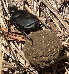Canthon chalcites