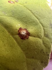 Mycosphaerella fraxinicola