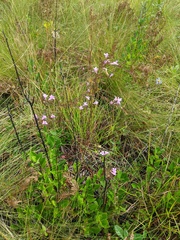 Agalinis fasciculata