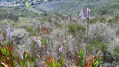 Watsonia marginata