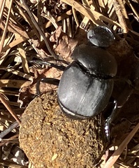 Canthon chalcites