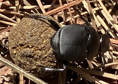 Canthon chalcites