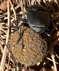 Canthon chalcites