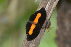 Catonephele acontius