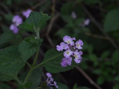 Lantana