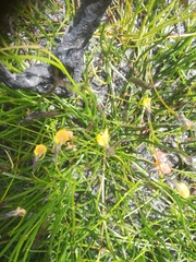 Lebeckia