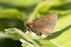 Hesperiinae