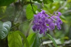 Bignonieae