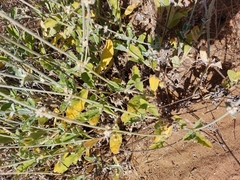 Froelichia xantusii