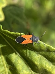 Melanopleurus bicolor