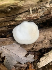 Crepidotus applanatus
