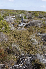 Diastella divaricata divaricata