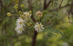 Mimosa quitensis