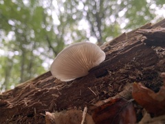 Crepidotus applanatus