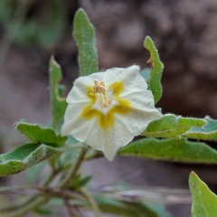 Chamaesaracha sordida