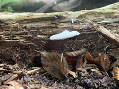 Crepidotus applanatus