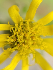 Senecio viscosus