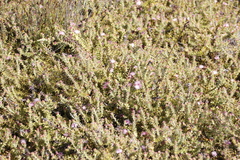 Diastella divaricata divaricata
