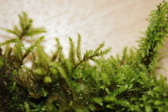 Eurhynchium striatum