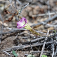 Ipomoea costellata