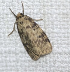 Hectobrocha subnigra