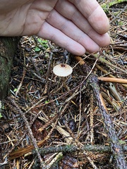 Lepiota flammeotincta