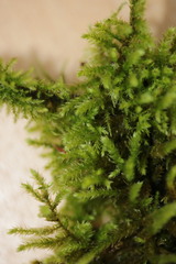 Eurhynchium striatum