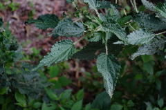 Urtica ardens