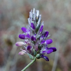 Dalea pogonathera