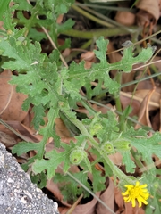 Senecio viscosus