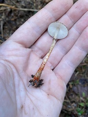 Lepiota flammeotincta