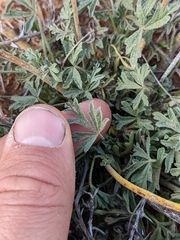 Sphaeralcea coccinea