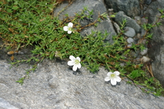 Minuartia
