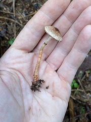 Lepiota flammeotincta