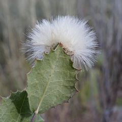 Acourtia nana