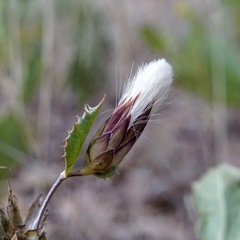 Acourtia nana