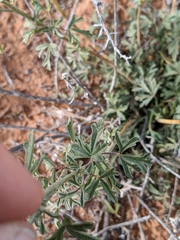 Sphaeralcea coccinea