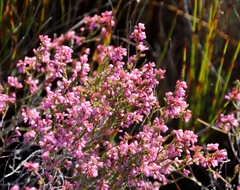 Erica gnaphaloides