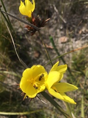 Bobartia macrospatha