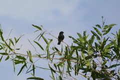 Chelidoptera tenebrosa