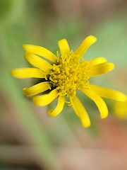 Senecio viscosus
